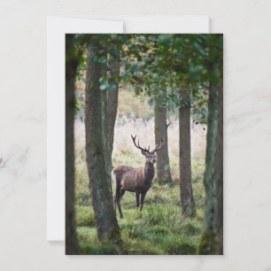 Forests Woodlands & Red Deer Thank You Card