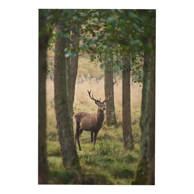 Forests | Woodlands & Red Deer Wood Wall Art (Front)