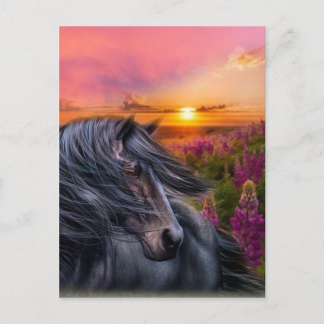 Forever Wild Black Horse Postcard (Front)