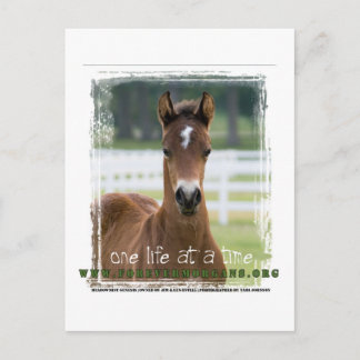 ForeverMorgans One Life at a Time Foal Postcard