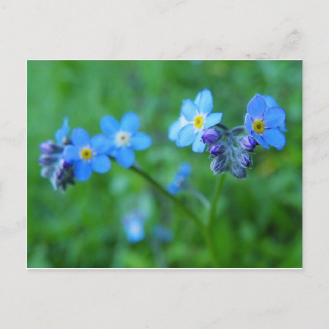 Forget-me-not Blues Postcard (Front)