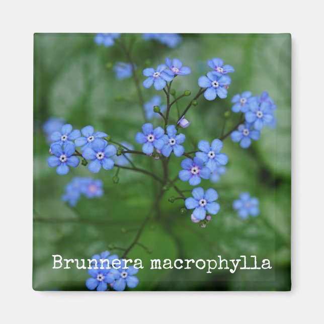 Forget-Me-Not Botanical Magnet (Front)