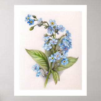 Forget Me Not Colored Pencil Drawing Poster