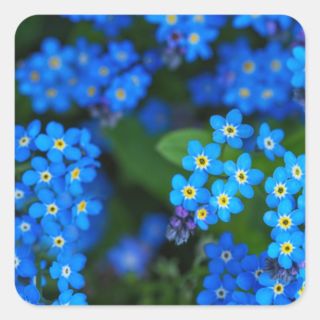 Forget-me-not Floral Stickers (Front)