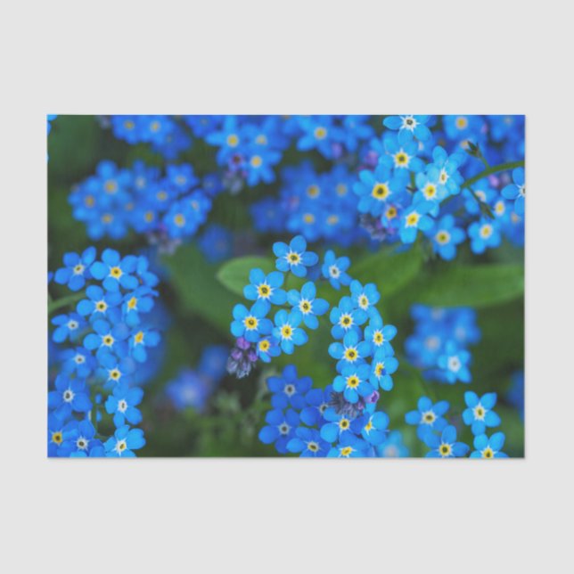 Forget-me-not Floral Tissue Paper (Front)