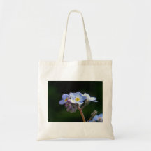 forget me not flower in bloom