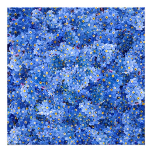 Forget Me Not Flower Pattern Photo Print