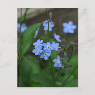 Forget-me-not flower postcard