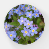 Forget-Me-Not Flower Round Paperweight