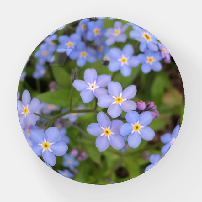 Forget-Me-Not Flower Round Paperweight (Front)