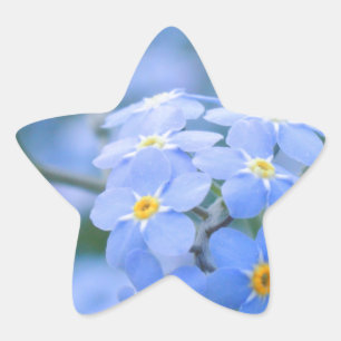 forget-me-not-flowers no. 2 photographed by Tutti Star Sticker