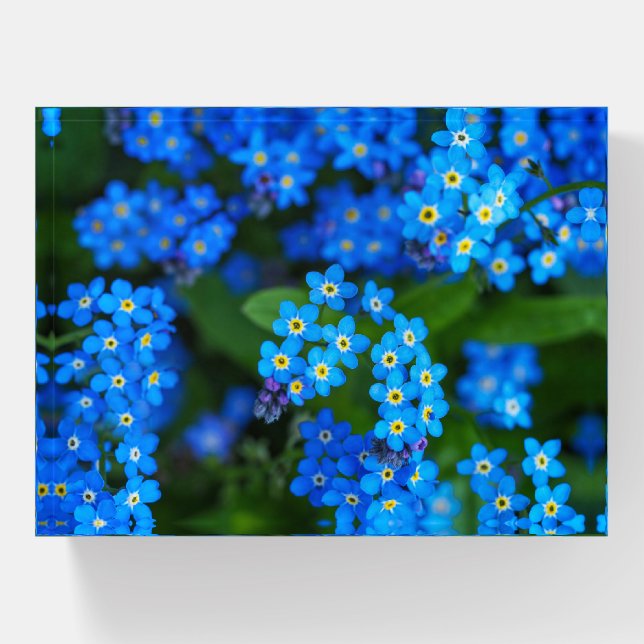 Forget-me-not Flowers Paperweight (Front)