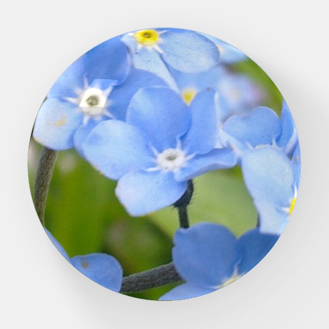 Forget-me-Not Flowers Paperweight (Front)
