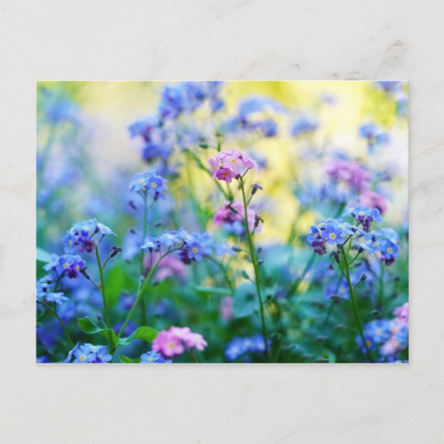 Forget-Me-Not Flowers Postcard (Front)