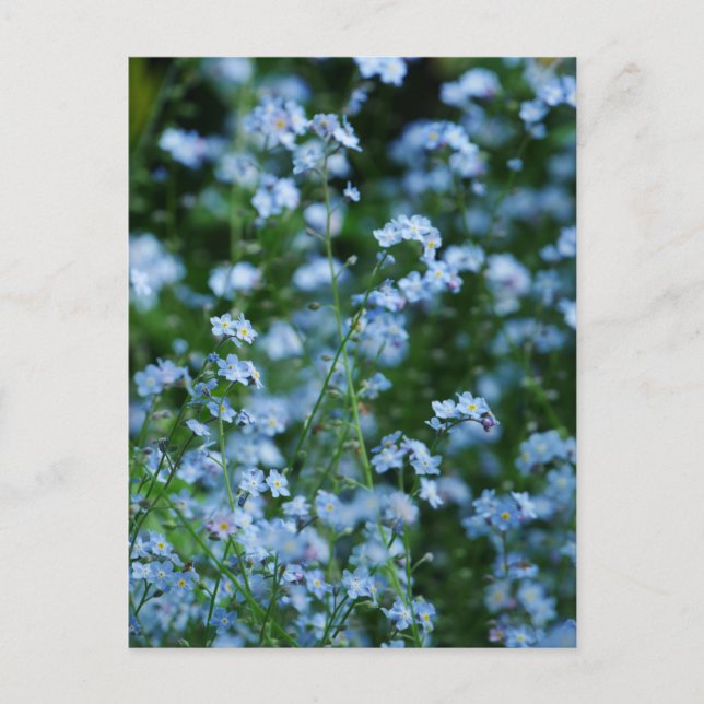 Forget-me-not Flowers Postcard (Front)