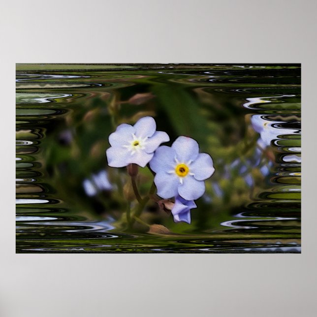 Forget me not flowers poster (Front)