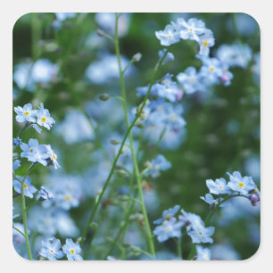 Forget-me-not Flowers Sticker
