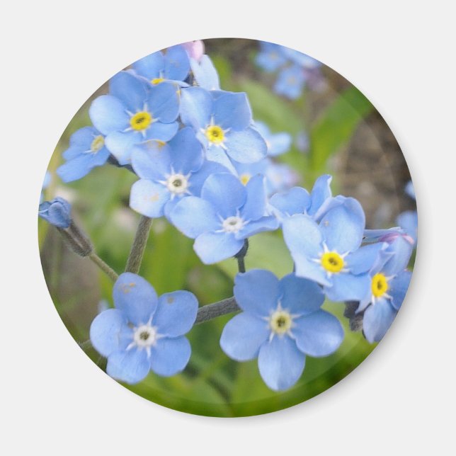 Forget Me Not Magnet (Front)