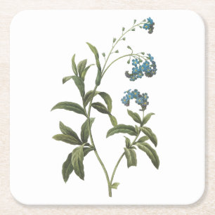 forget me-not(Myosotis scorpioides) by Redouté Square Paper Coaster
