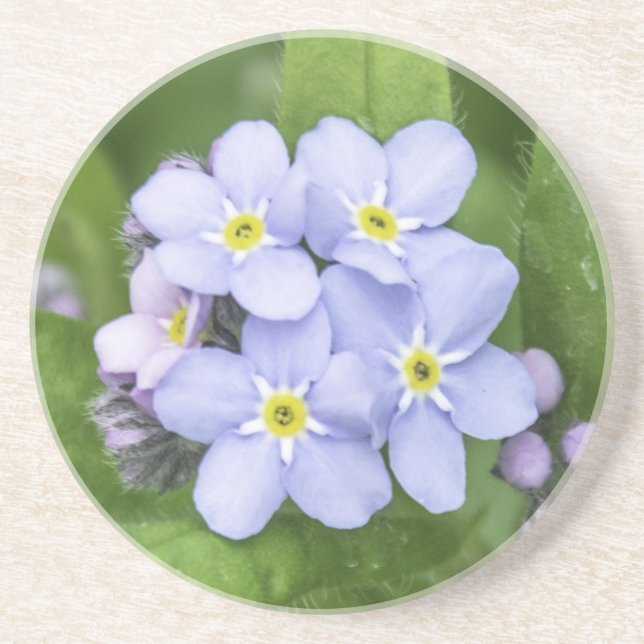 Forget-me-not, Sandstone Coaster (Front)