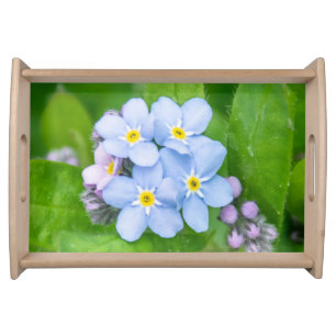 Forget me-not, train serving tray