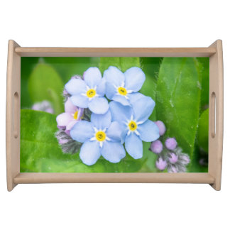 Forget me-not, train serving tray