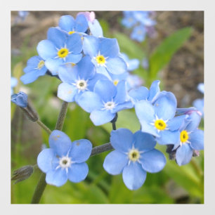 Forget Me Not Wall Decal
