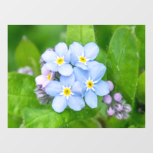 Forget-me-not, Window Cling