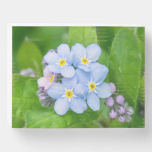 Forget-me-not, Wood Box Sign