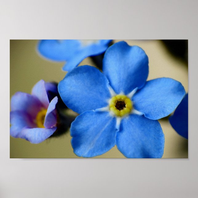 Forget-Me-Nots 11 Poster (Front)
