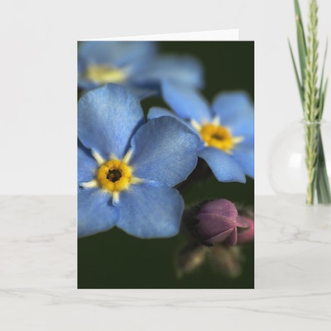 Forget-Me-Nots 3 Blank Greeting Card (Front)