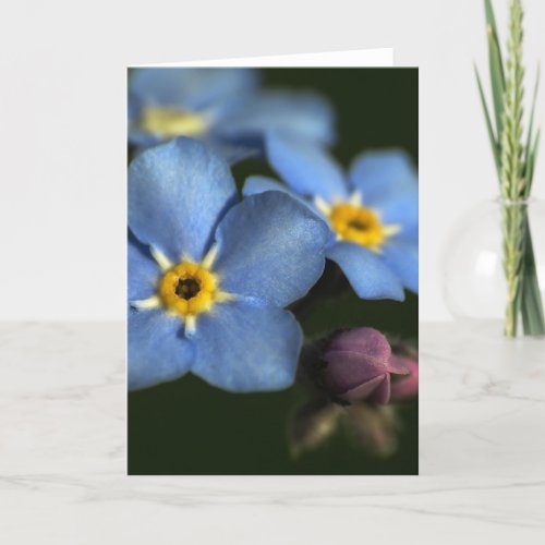 Forget_Me_Nots 3 Blank Greeting Card