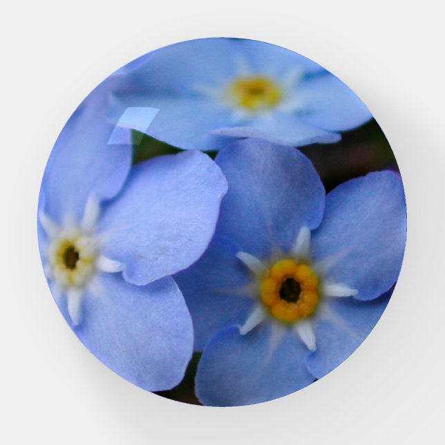 Forget Me Nots Blue Flowers Paperweight (Front)