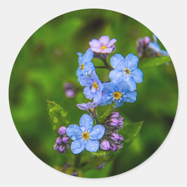 Forget-me-nots in the Rain Classic Round Sticker (Front)