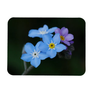 Forget-me-Nots Magnet