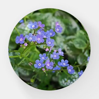Forget-me-nots Photo Plate Paperweight
