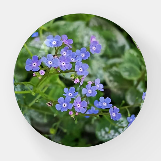 Forget-me-nots Photo Plate Paperweight (Front)
