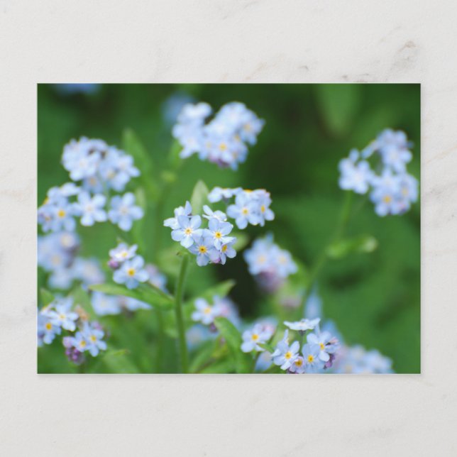 Forget Me Nots Postcard (Front)