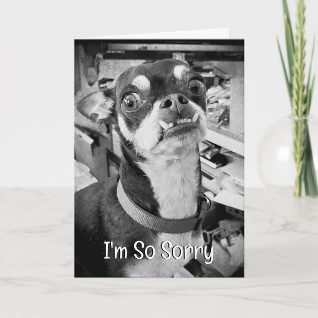 Forgive me | I'm Sorry | Funny Chihuahua Card (Front)