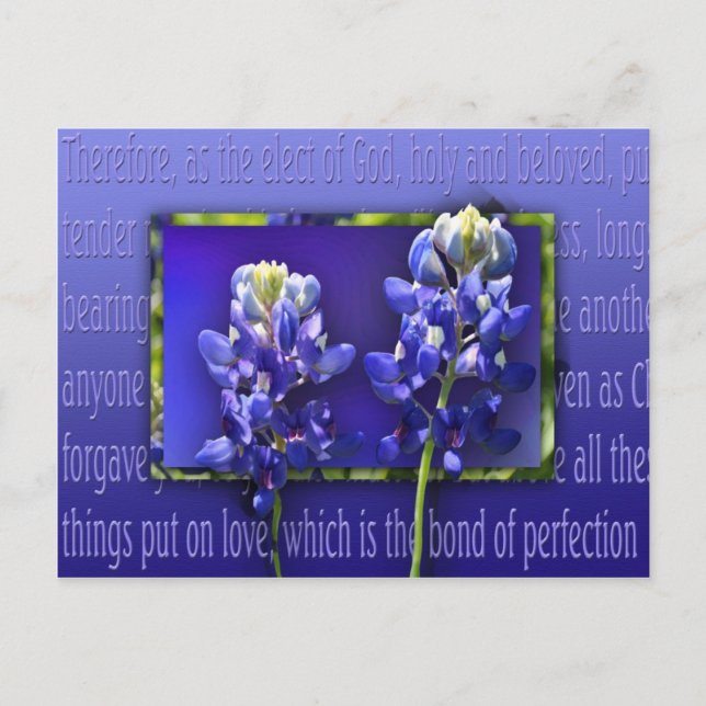 Forgive Me Postcard (Front)