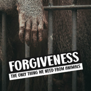 Forgiveness, The Only Thing We Need From Animals,  Bumper Sticker
