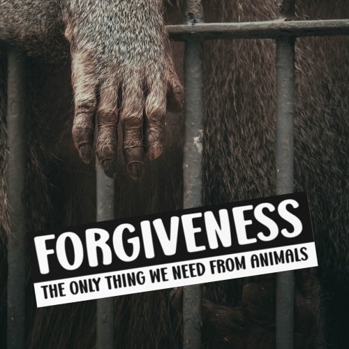 Forgiveness The Only Thing We Need From Animals  Bumper Sticker