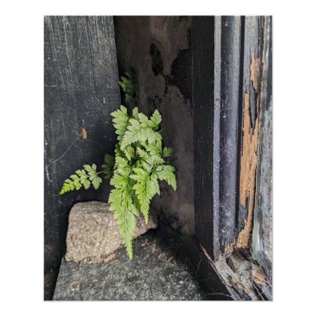 Forgotten Interior with Fern and Weathered Paint. Poster (Front)