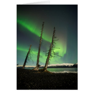 Forgotten Spruce Aurora