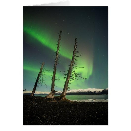 Forgotten Spruce Aurora Cards (Front)