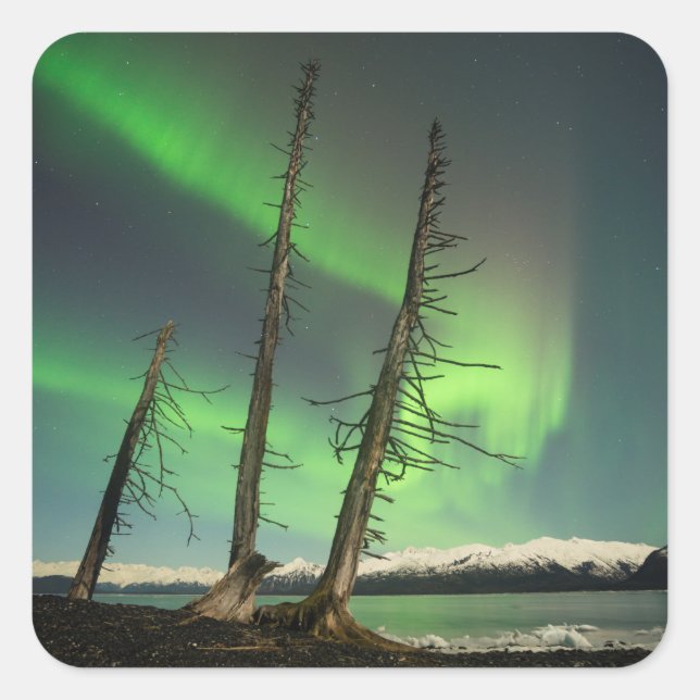 Forgotten Spruce Aurora Square Sticker (Front)