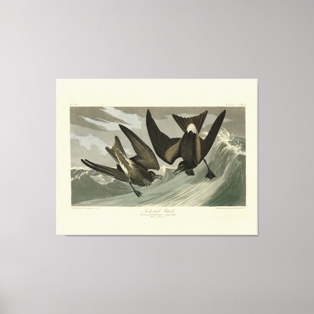 Fork-tail Petrel from Audubon's Birds of America Canvas Print (Front)