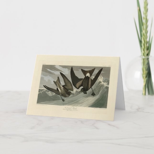 Fork-tail Petrel from Audubon's Birds of America Card (Front)