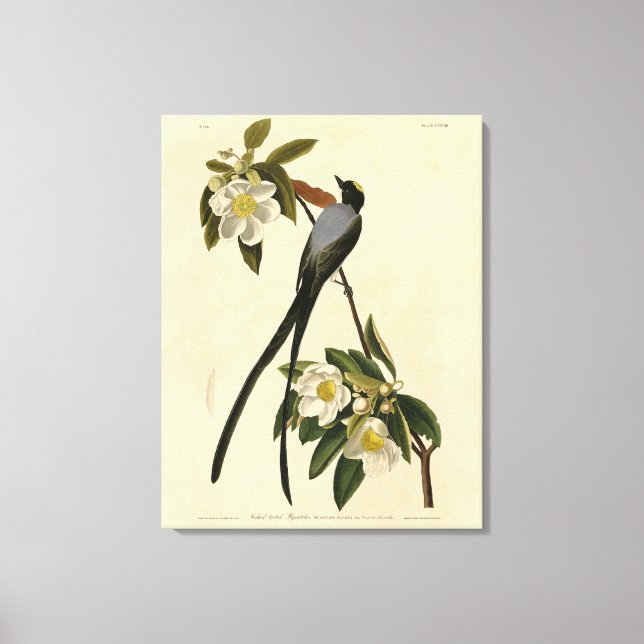 Fork-tailed Flycatcher, Audubon's Birds of America Canvas Print (Front)