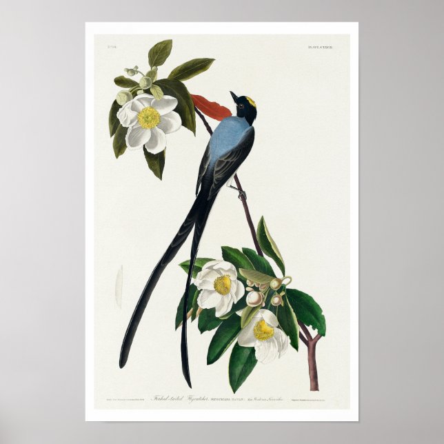Fork-tailed Flycatcher by Audubon Poster (Front)